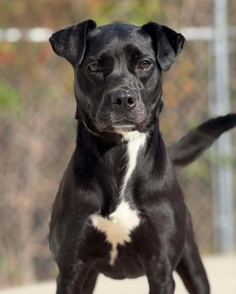 Enlarge Lunette, a Adoptable mixed breed in Kingsland, GA image 2/5