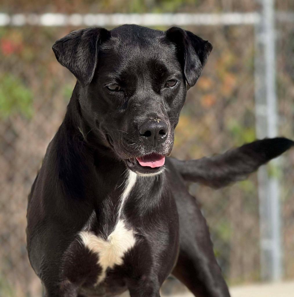 Enlarge Lunette, a Adoptable mixed breed in Kingsland, GA image 3/5
