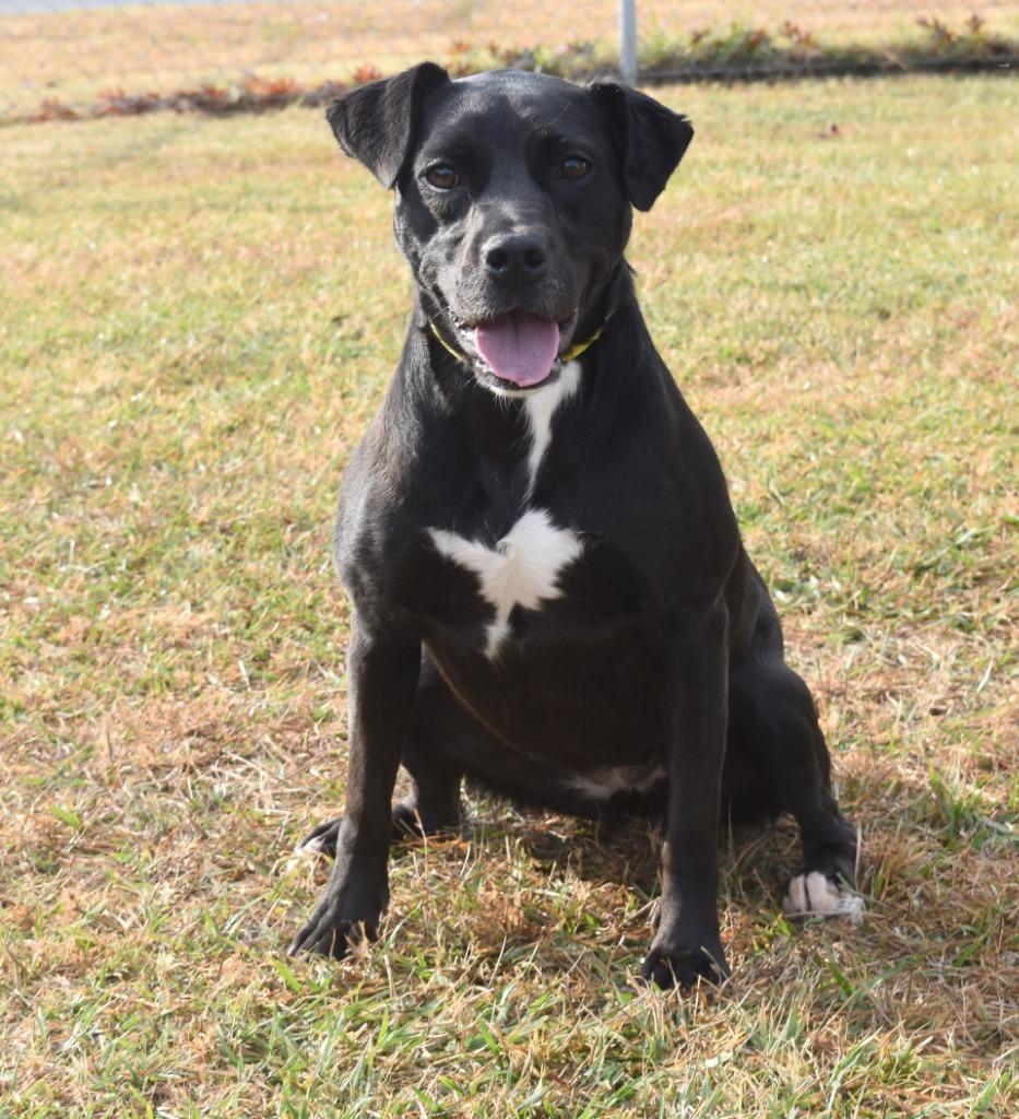 Enlarge Lunette, a Adoptable mixed breed in Kingsland, GA image 4/5