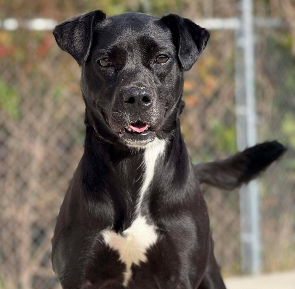 Enlarge Lunette, a Adoptable mixed breed in Kingsland, GA image 5/5