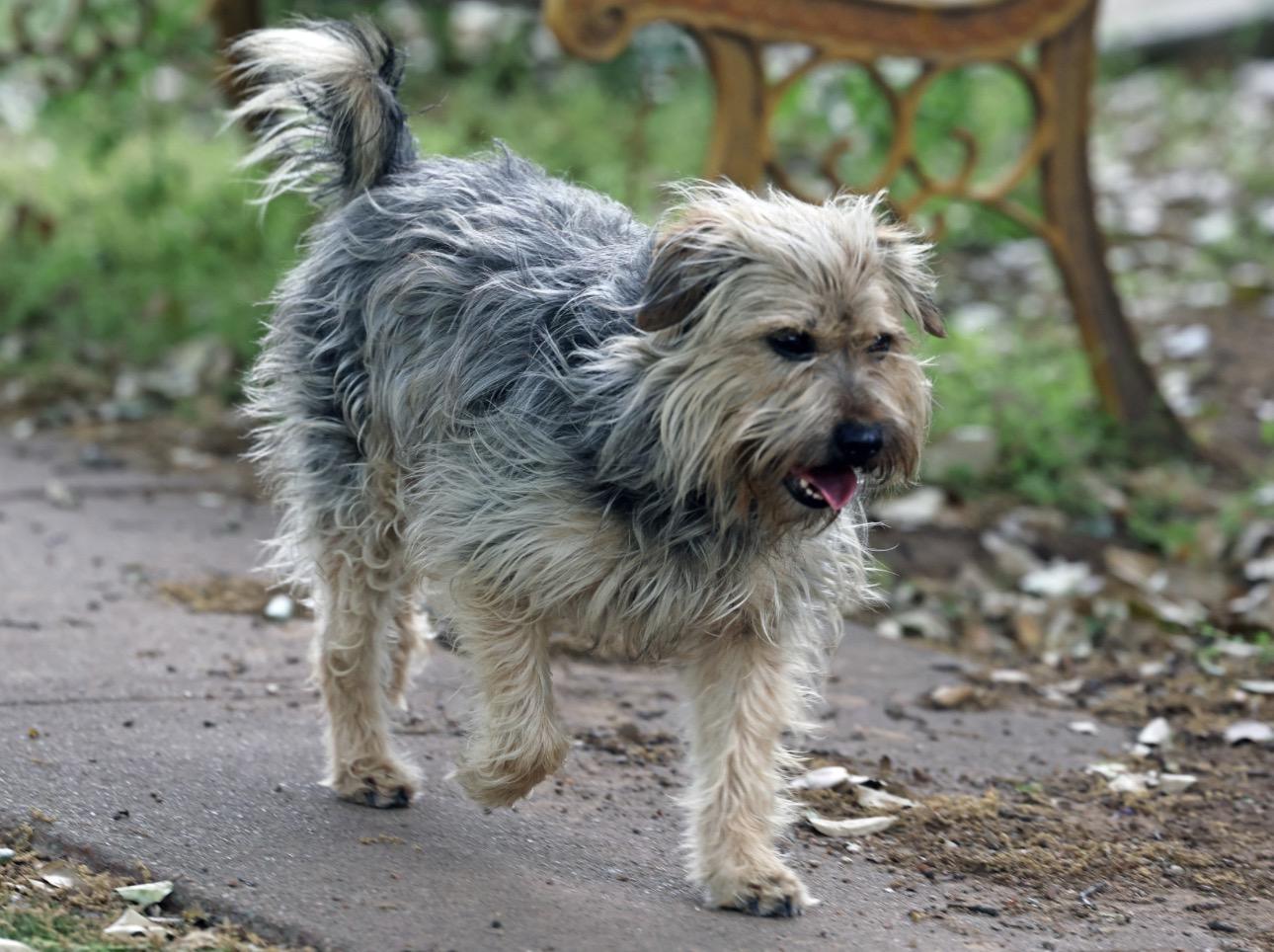 Enlarge Maisie, a Adoptable mixed breed in Petaluma, CA image 3/3