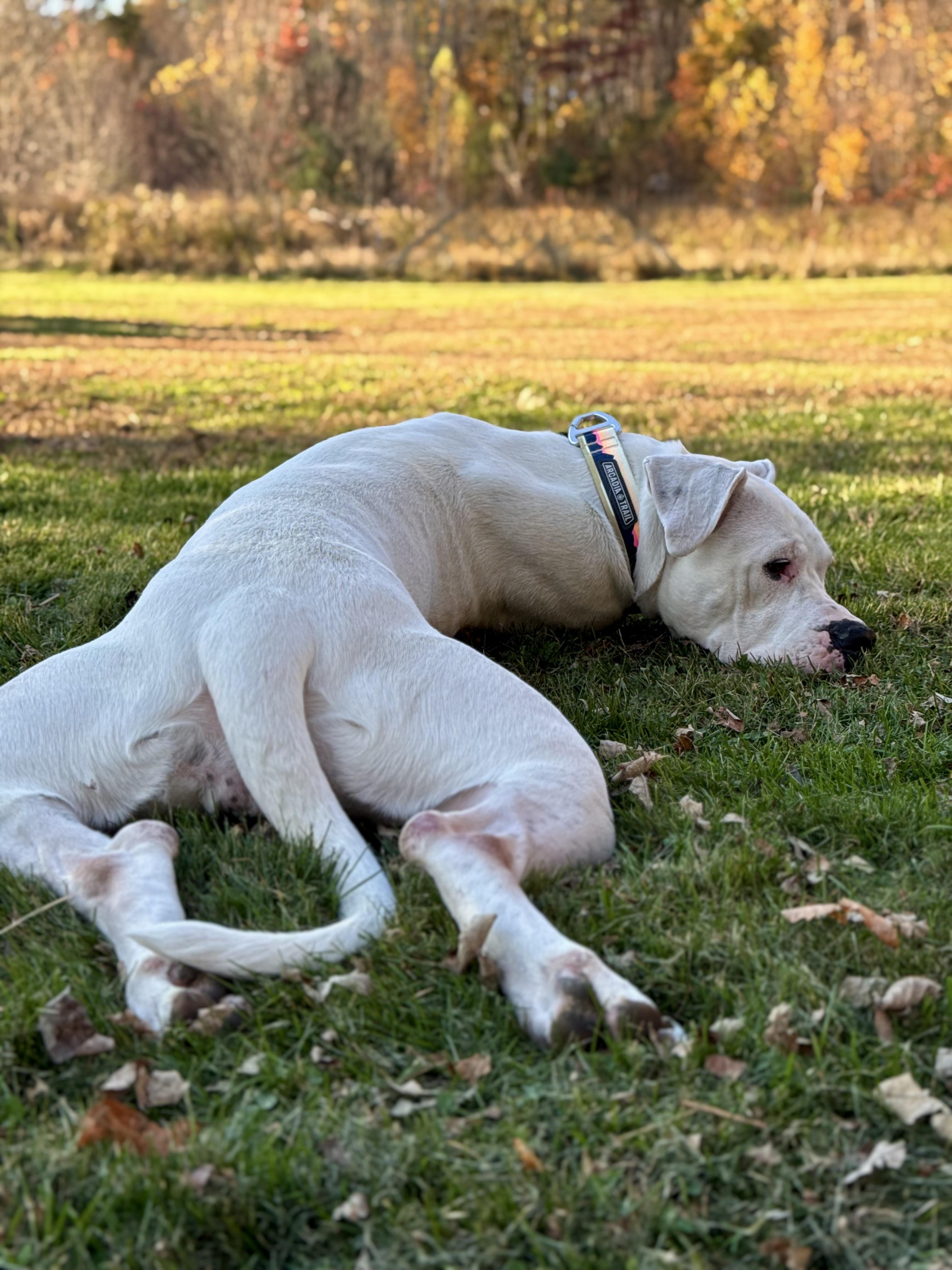 Mona, Adoptable, Young Female Dogo Argentino.