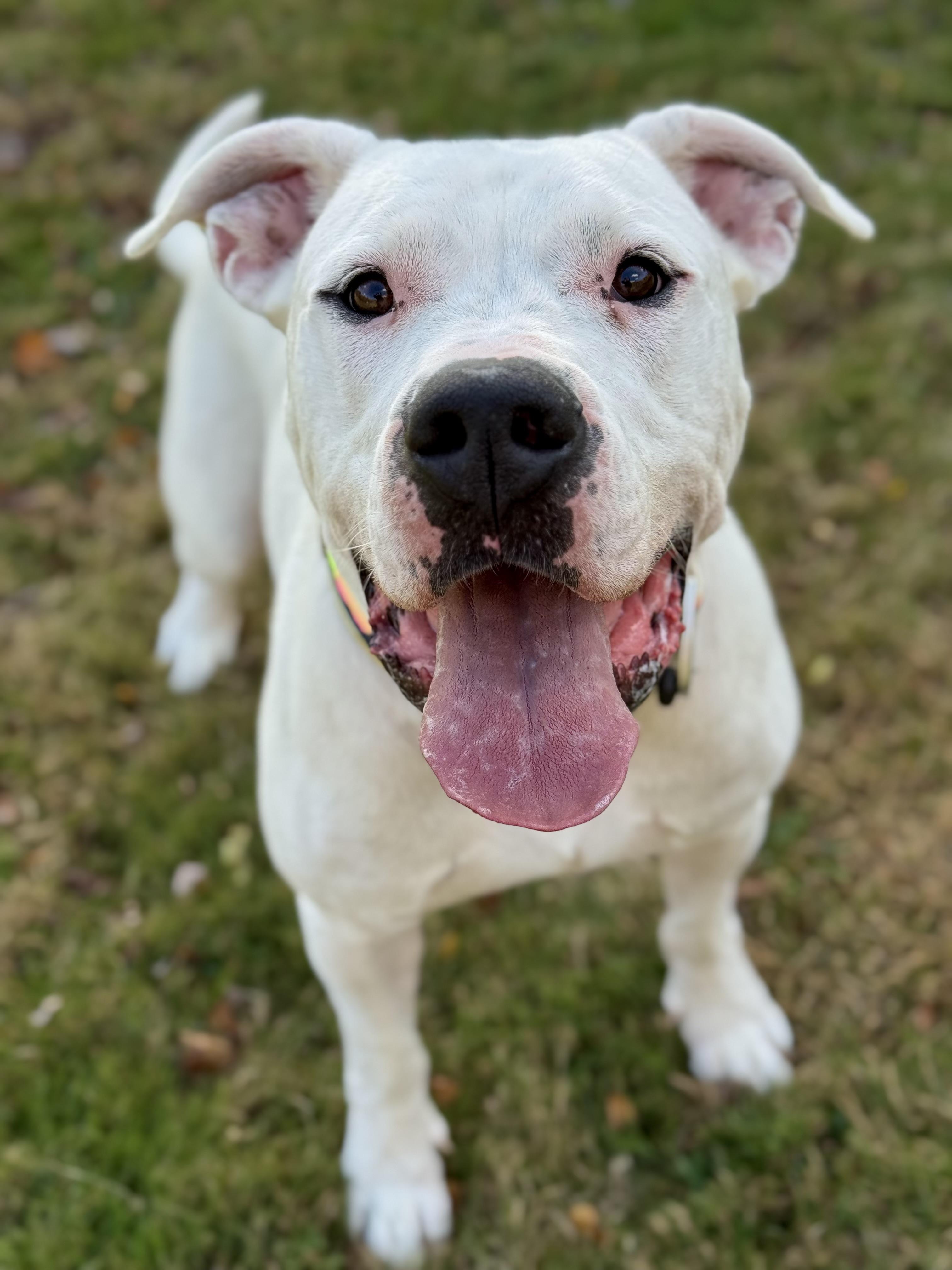 Mona, a Adoptable Dogo Argentino in Nutting Lake, MA image 2/5
