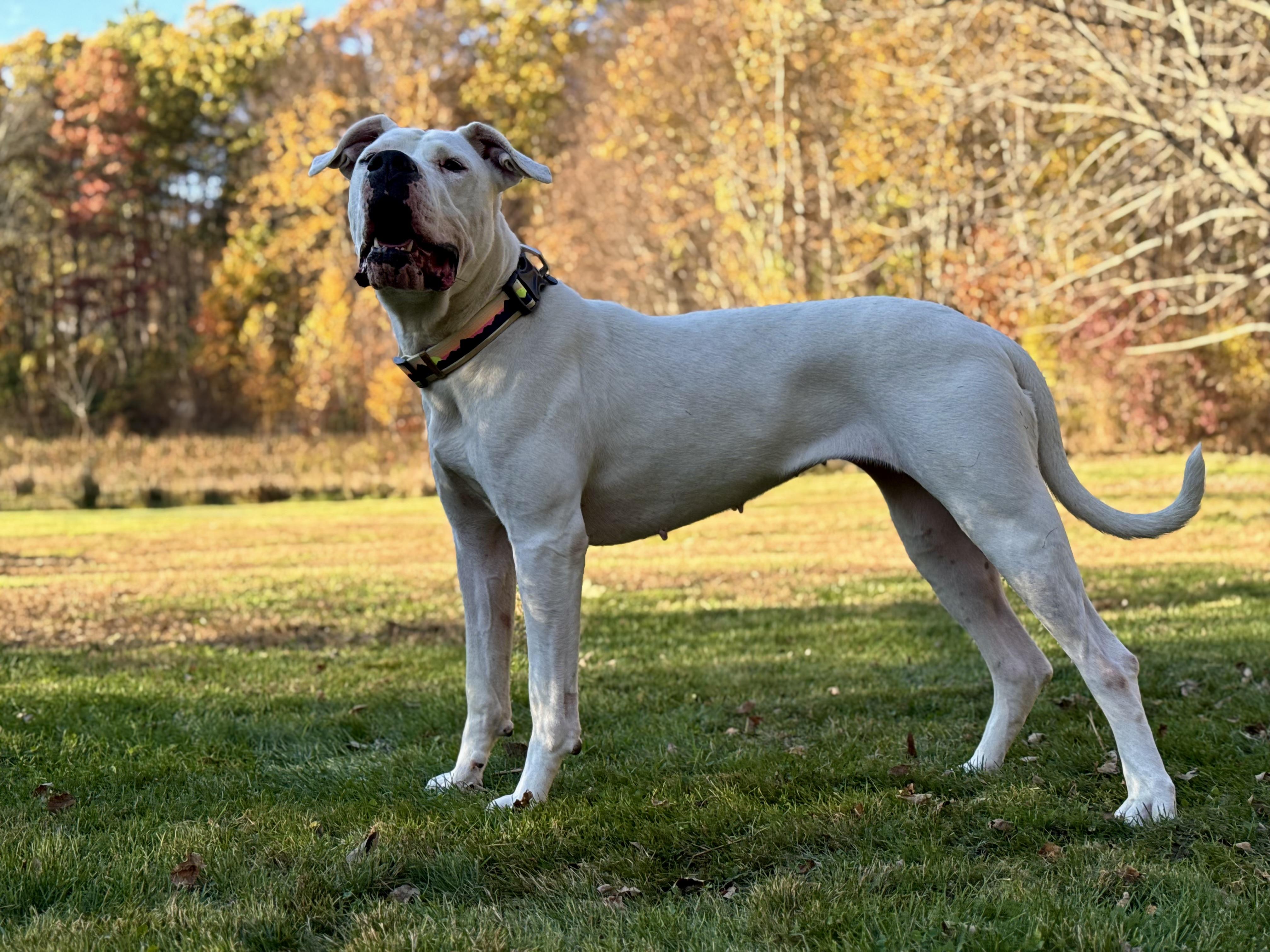 Mona, a Adoptable Dogo Argentino in Nutting Lake, MA image 3/5