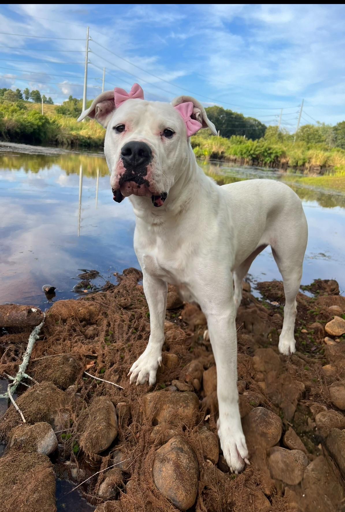 Mona, a Adoptable Dogo Argentino in Nutting Lake, MA image 4/5