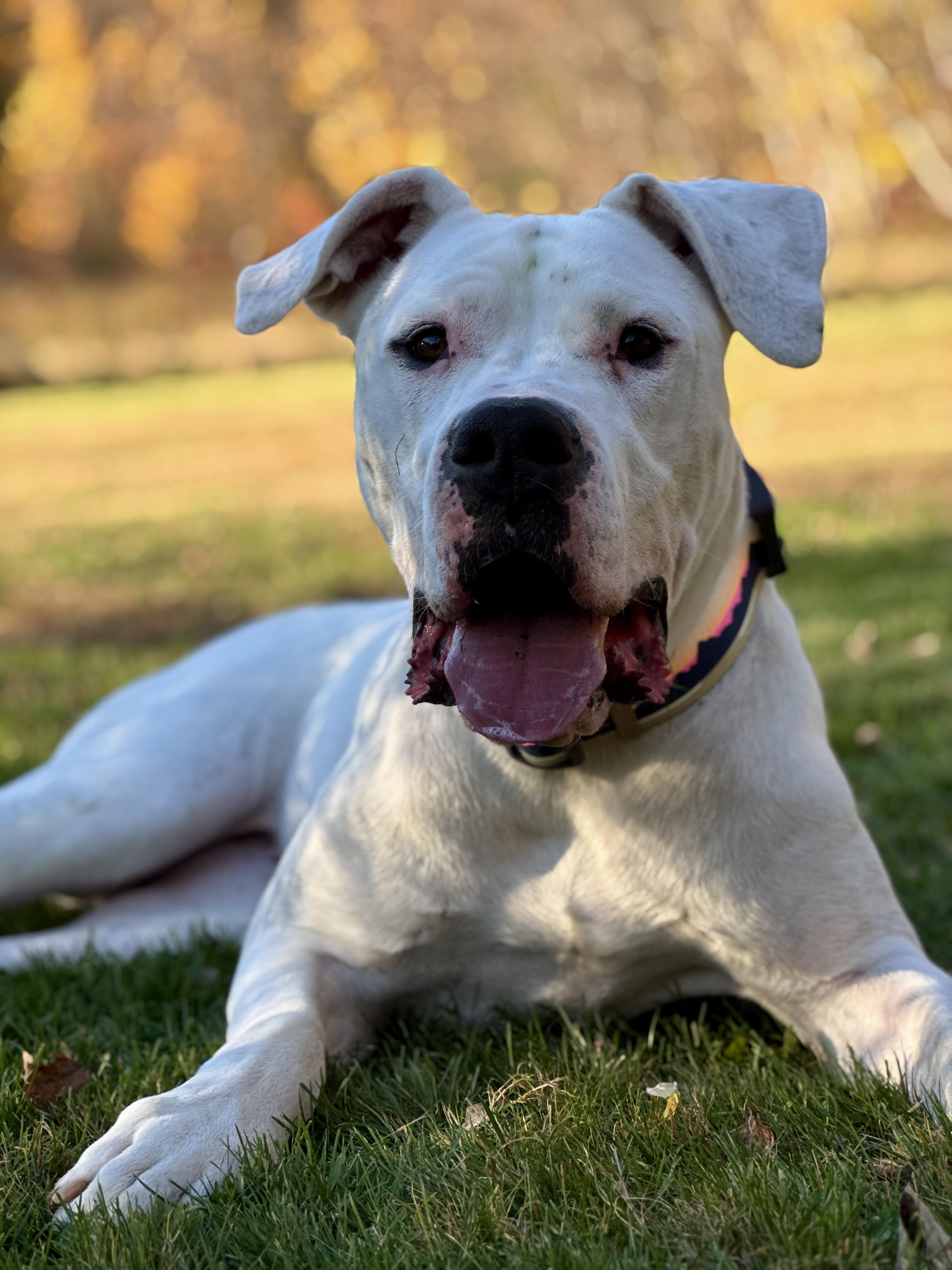 Mona, a Adoptable Dogo Argentino in Nutting Lake, MA image 5/5