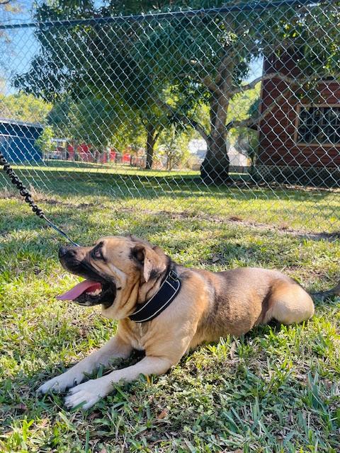 Enlarge Alfie, a ADOPTABLE mixed breed in Fort Pierce, FL image 5/6