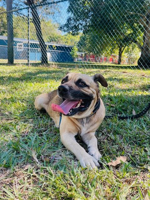 Enlarge Alfie, a ADOPTABLE mixed breed in Fort Pierce, FL image 1/6