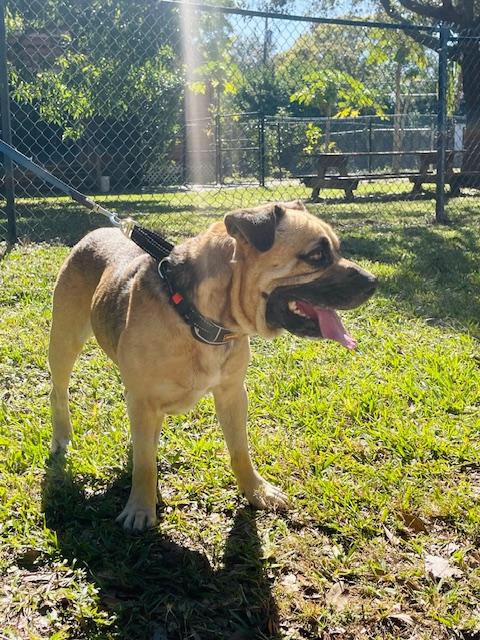 Enlarge Alfie, a ADOPTABLE mixed breed in Fort Pierce, FL image 6/6