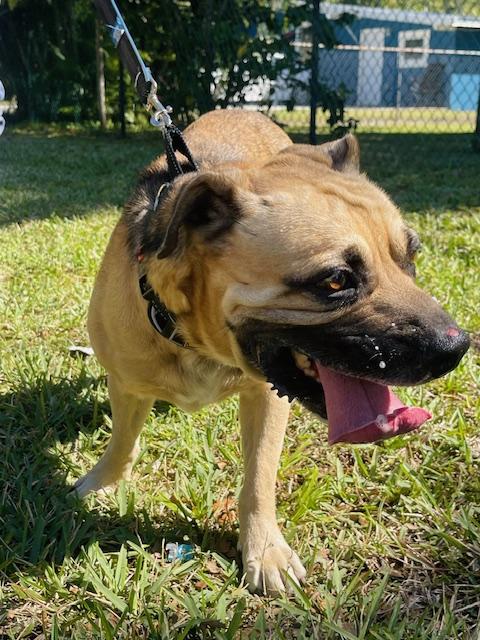 Enlarge Alfie, a ADOPTABLE mixed breed in Fort Pierce, FL image 4/6