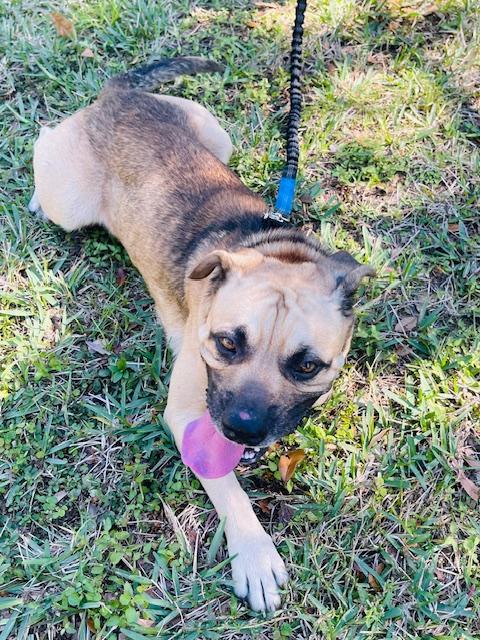 Enlarge Alfie, a ADOPTABLE mixed breed in Fort Pierce, FL image 3/6