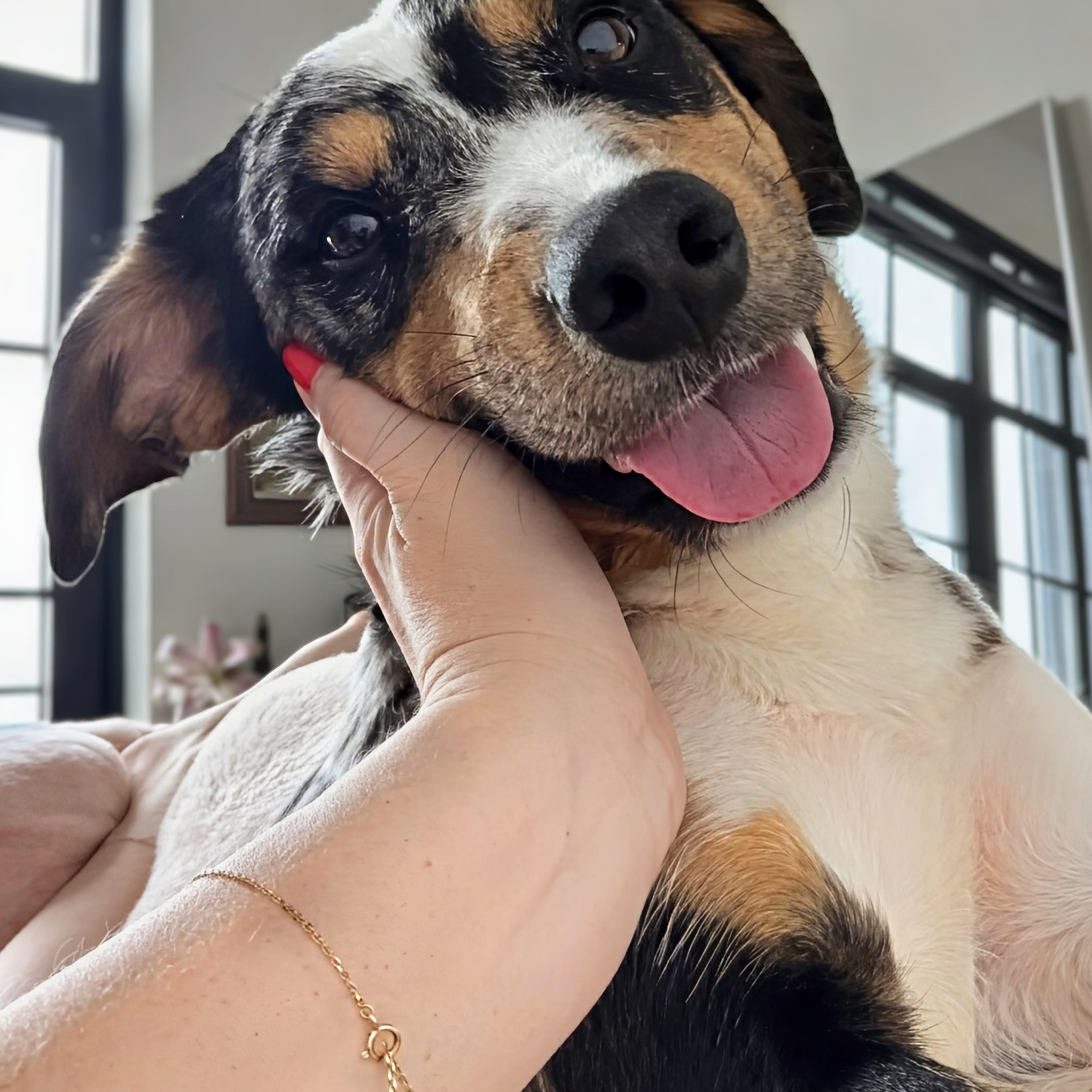 Smokey, a ADOPTABLE mixed breed in Potomac, MD image 2/5