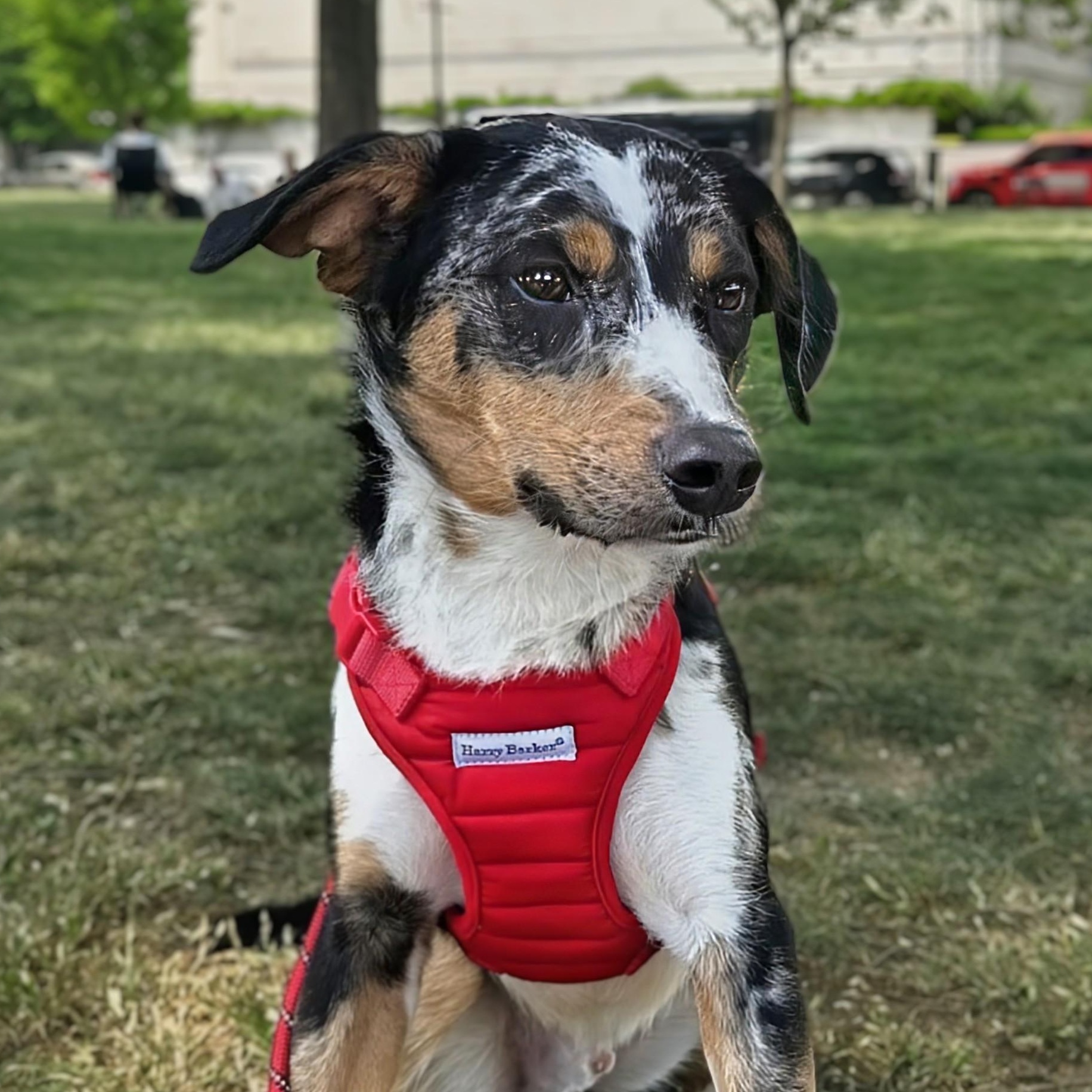 Smokey, a ADOPTABLE mixed breed in Potomac, MD image 1/5