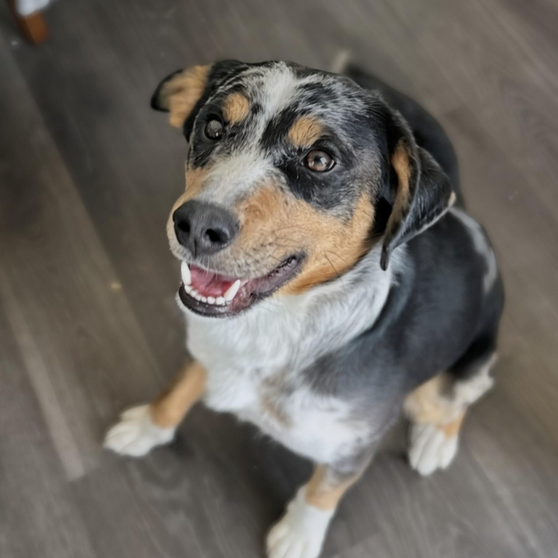 Smokey, a ADOPTABLE mixed breed in Potomac, MD image 3/5
