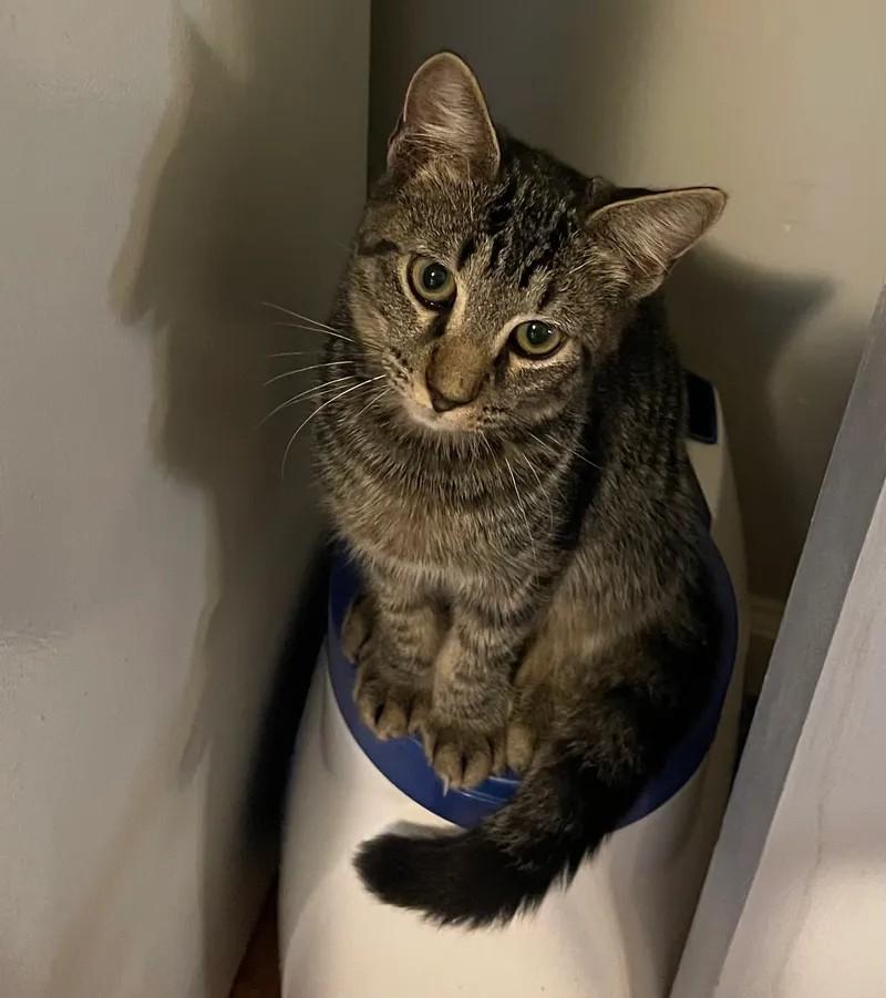 Mary, ADOPTABLE, Young Female Domestic Short Hair.