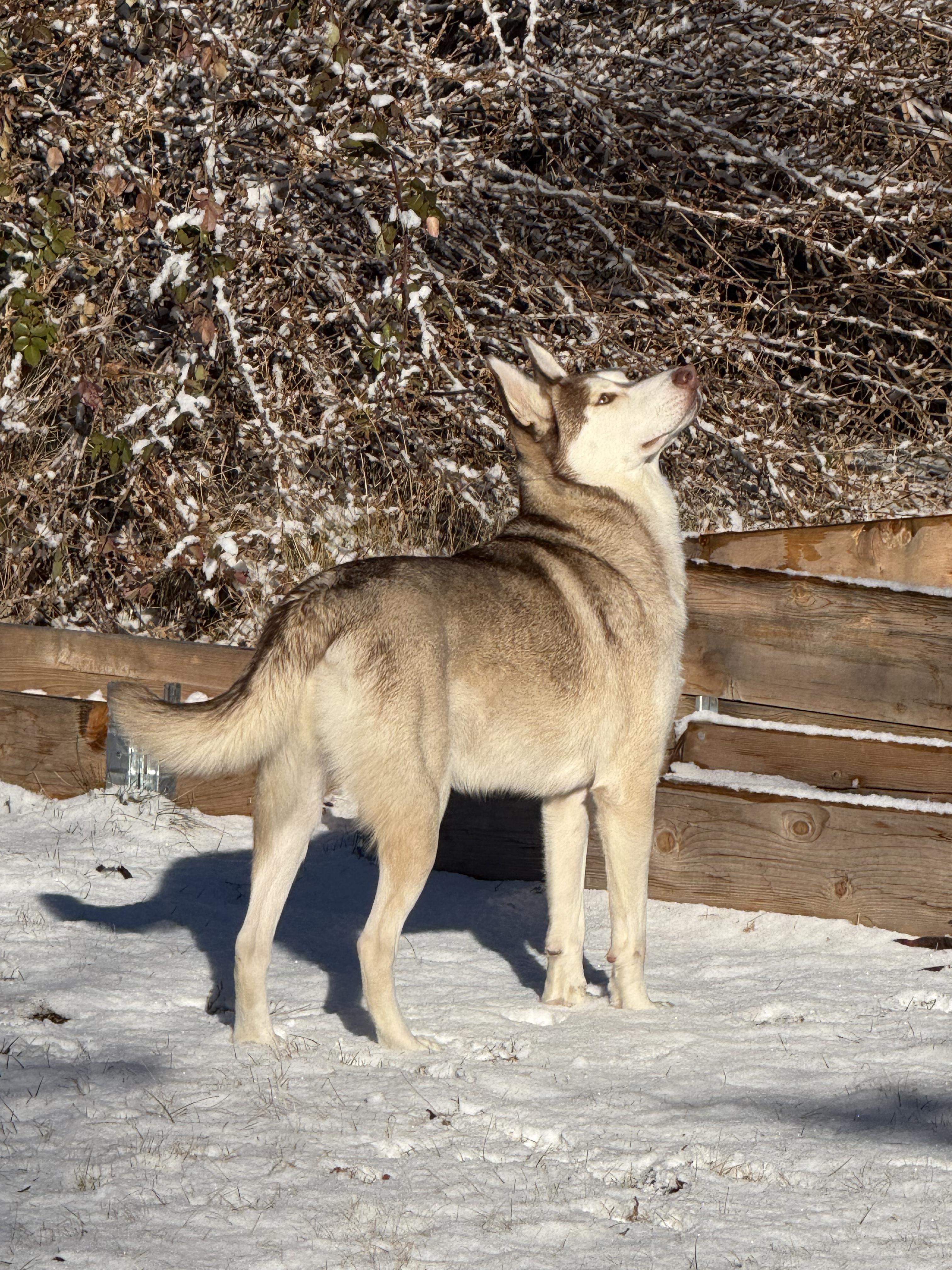 Enlarge Lucien, an adopted mixed breed in Commerce City, CO image 3/6