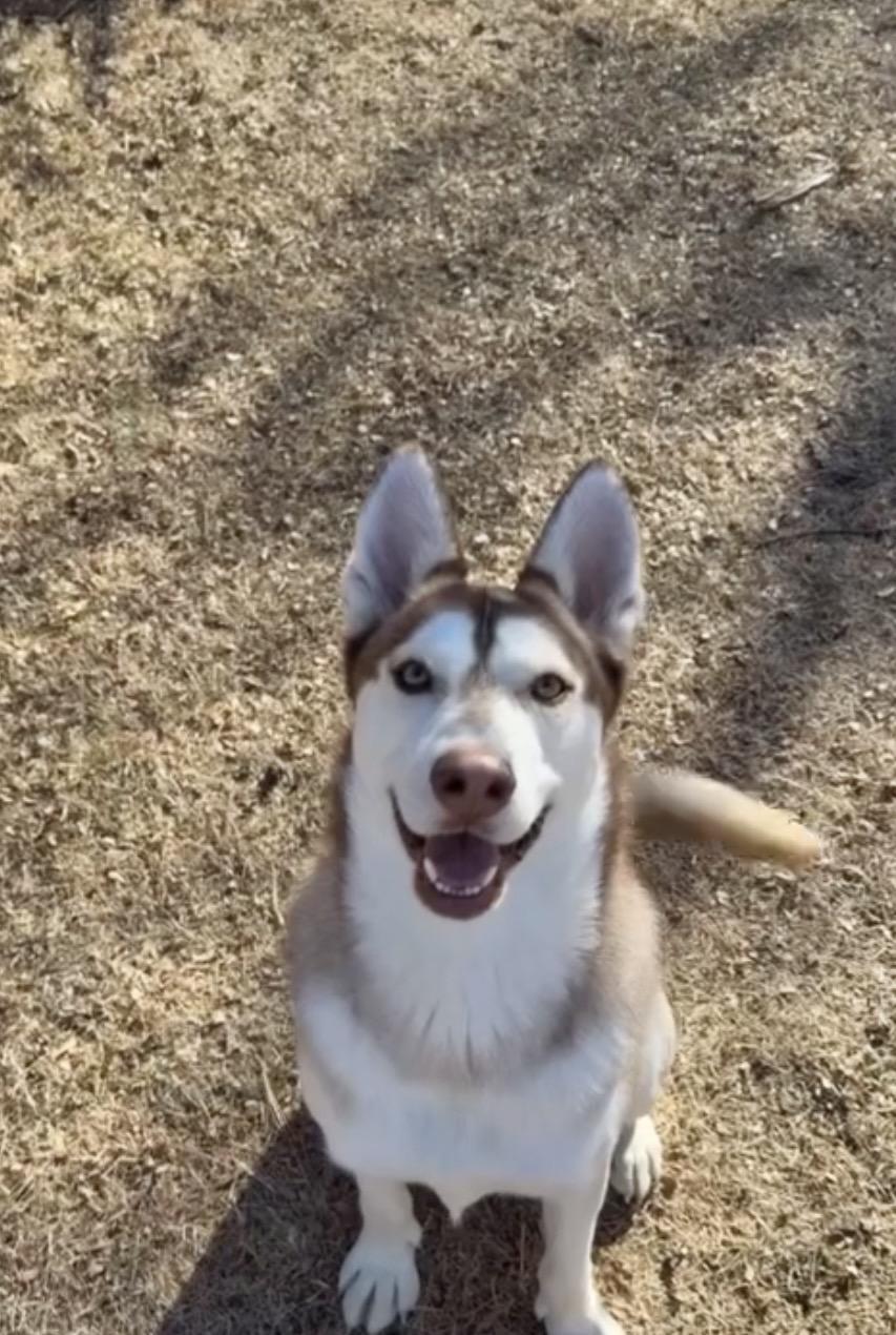 Enlarge Lucien, an adopted mixed breed in Commerce City, CO image 6/6