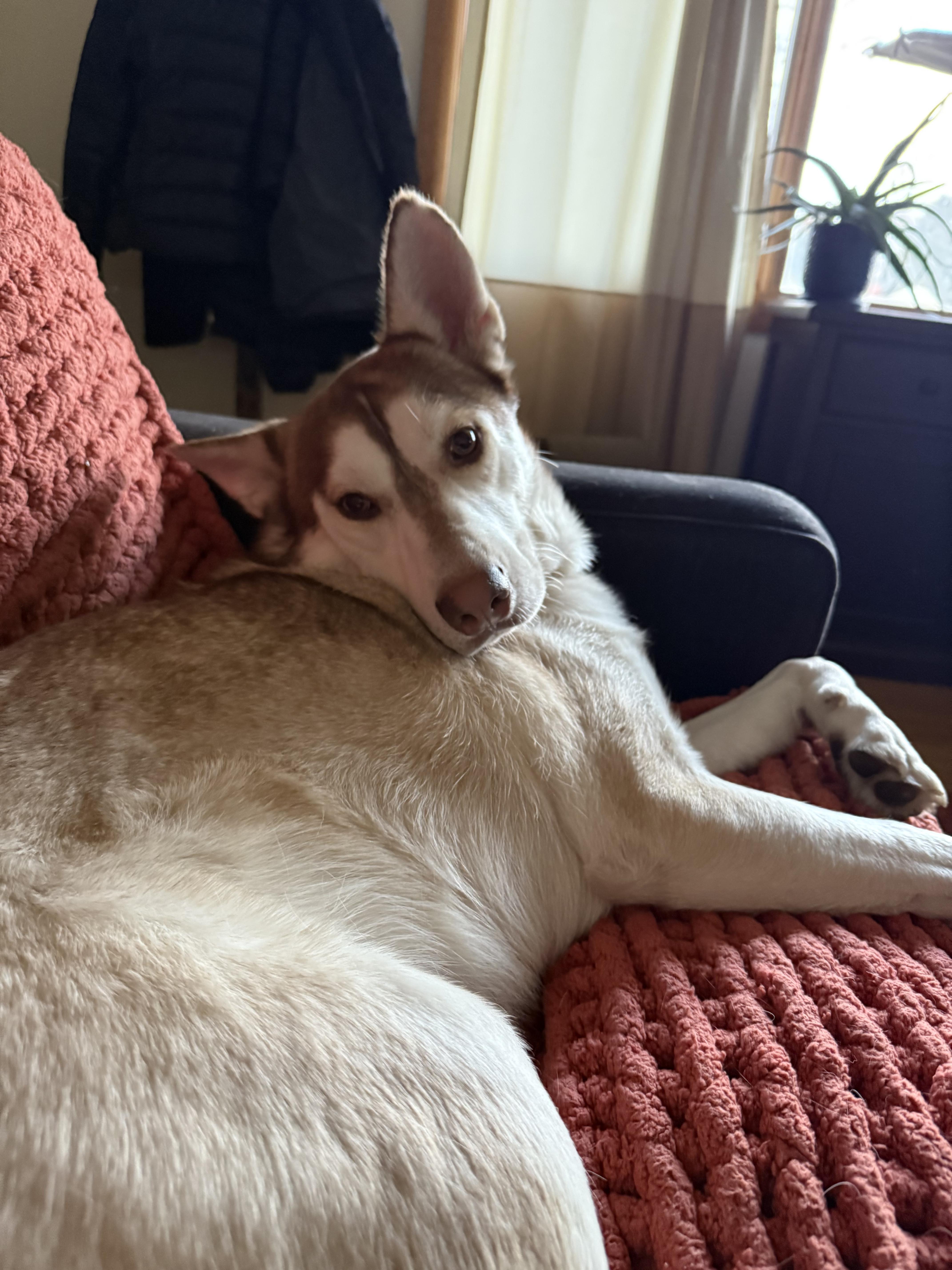Enlarge Lucien, an adopted mixed breed in Commerce City, CO image 4/6
