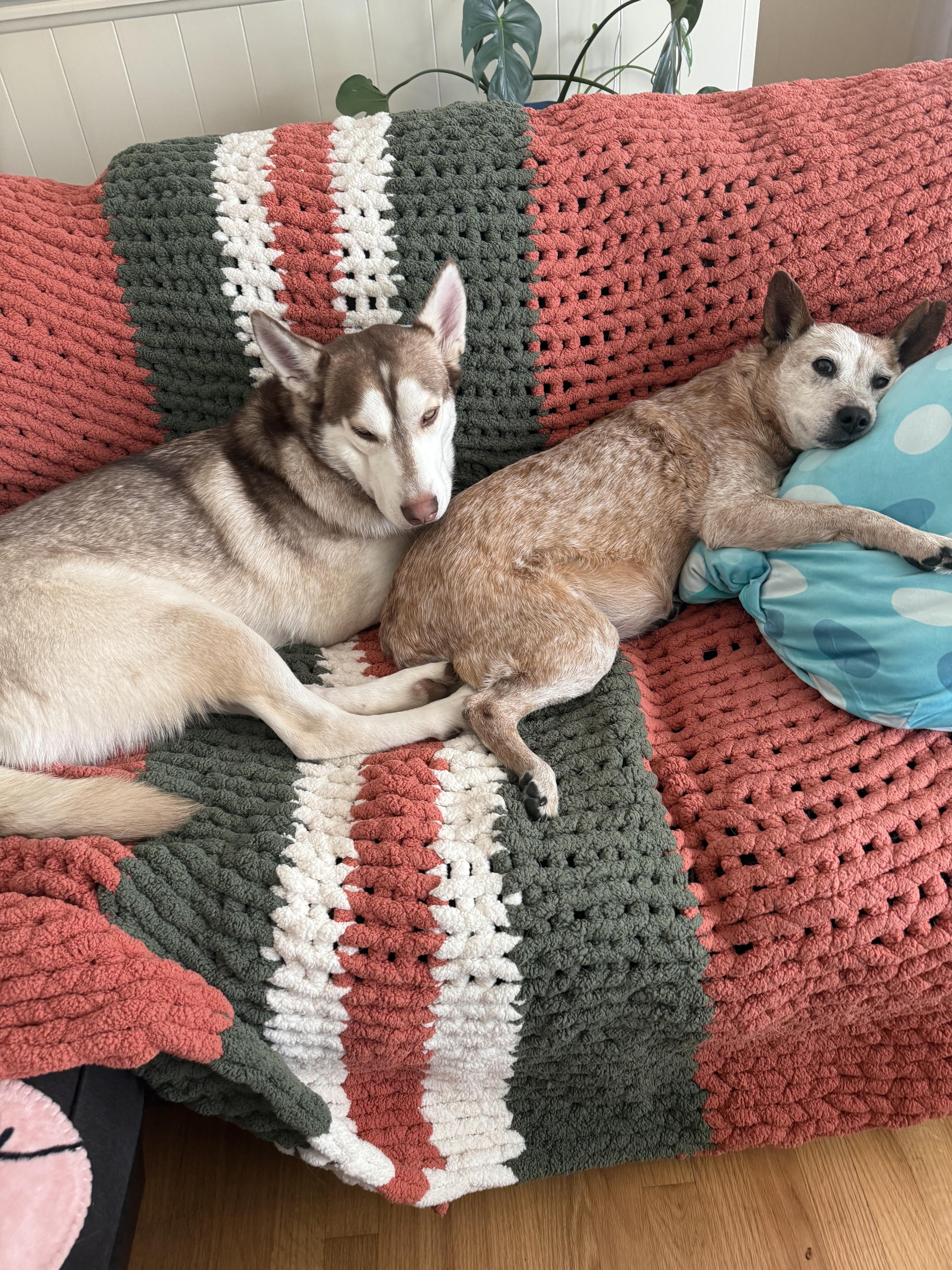 Enlarge Lucien, an adopted mixed breed in Commerce City, CO image 5/6