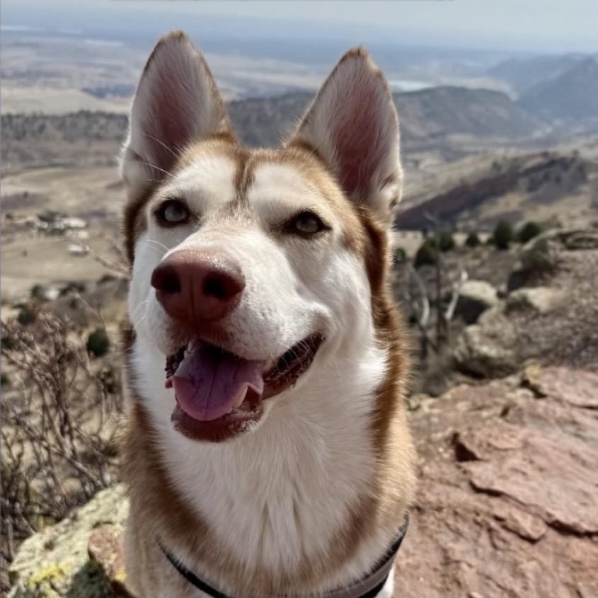 Enlarge Lucien, an adopted mixed breed in Commerce City, CO image 1/6