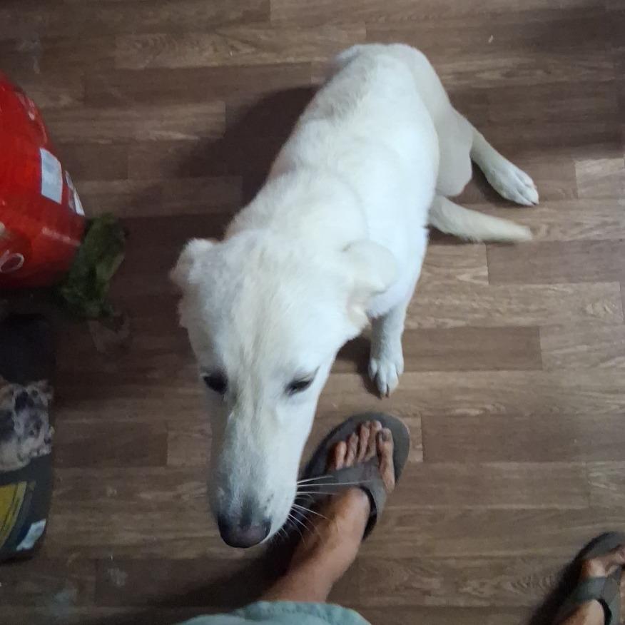 Ryze, Adoptable, Puppy Female Labrador Retriever & Great Pyrenees.