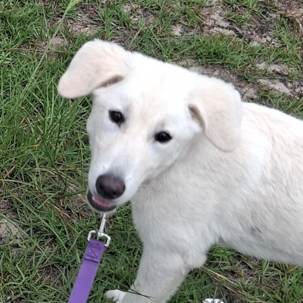 Enlarge Ryze, a Adoptable mixed breed in Morriston, FL image 2/2
