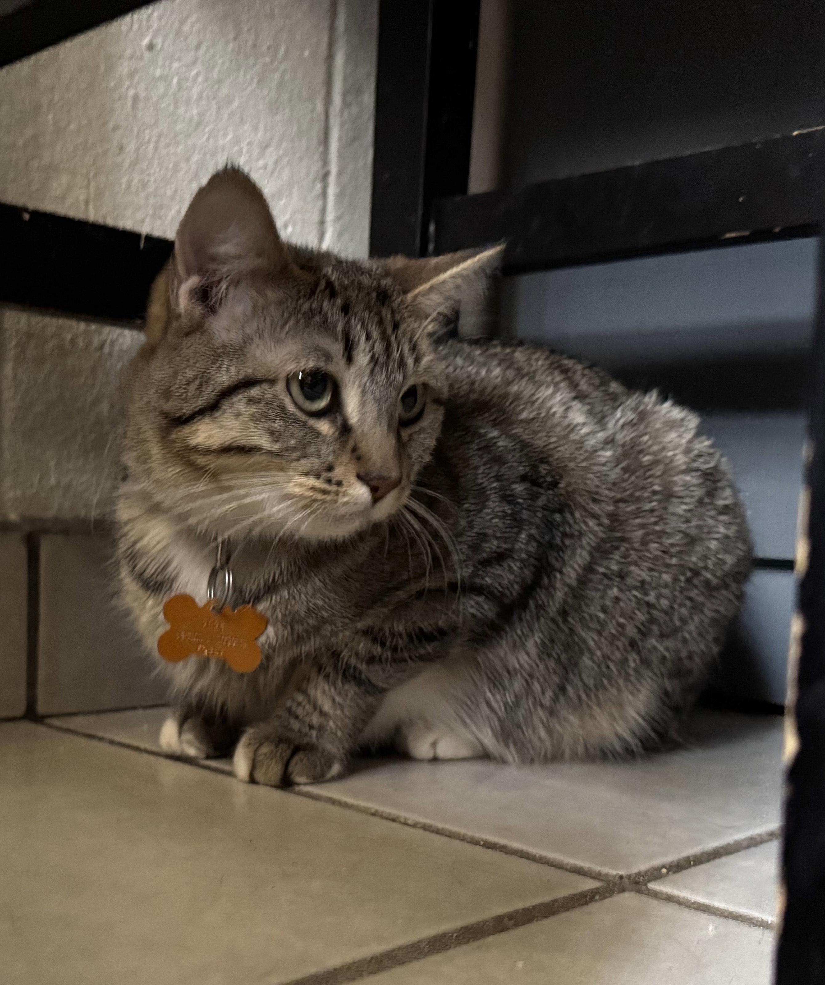 Wanda(4), an adoptable Domestic Short Hair in Mexicali, BCN, 21280 | Photo Image 5