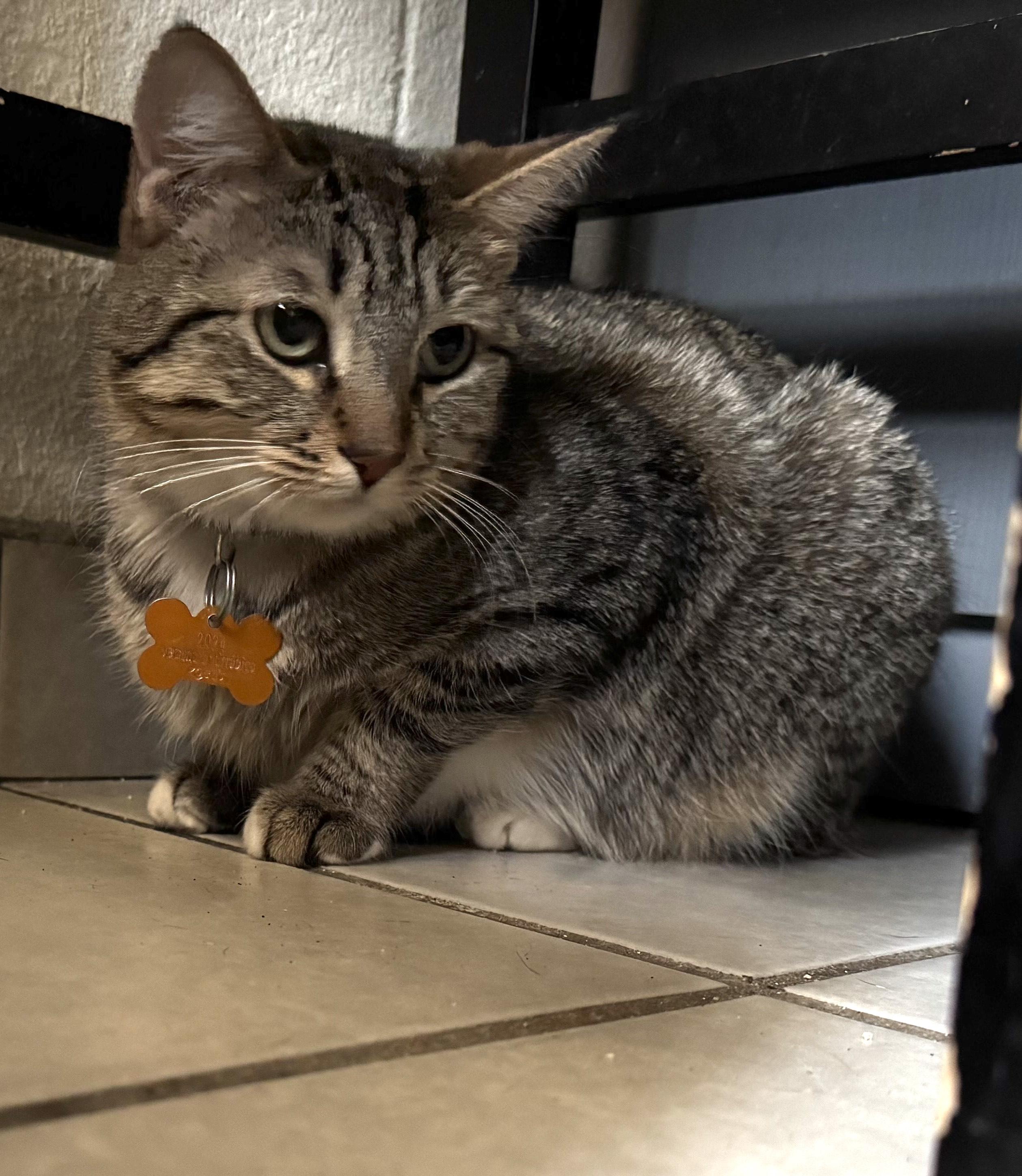 Wanda(4), an adoptable Domestic Short Hair in Mexicali, BCN, 21280 | Photo Image 4