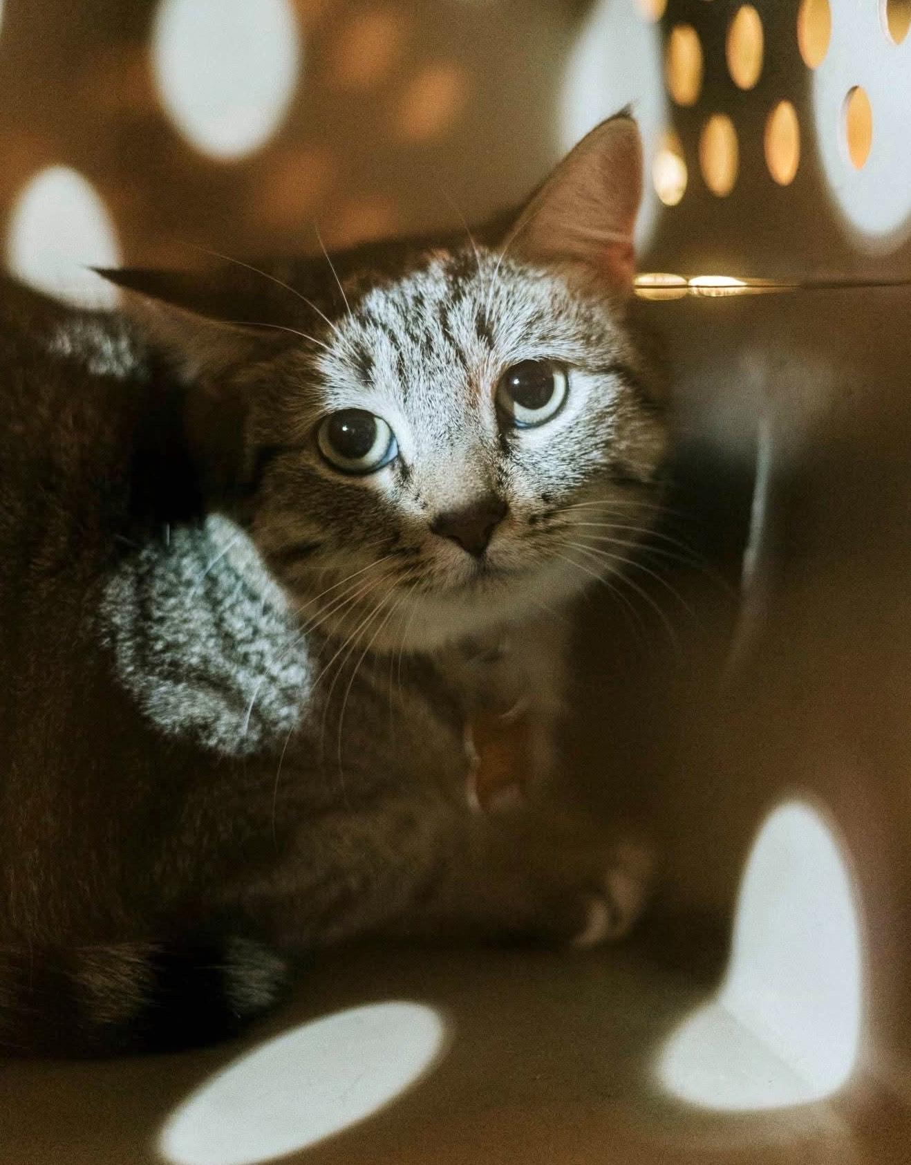 Wanda(4), an adoptable Domestic Short Hair in Mexicali, BCN, 21280 | Photo Image 1