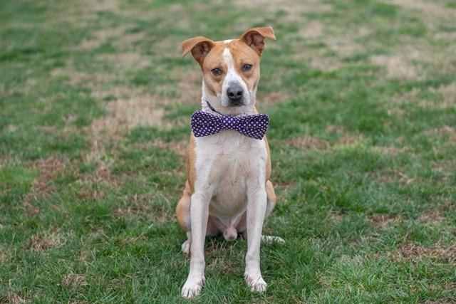JENKINS, Adoptable, Adult Male Labrador Retriever & Mixed Breed.