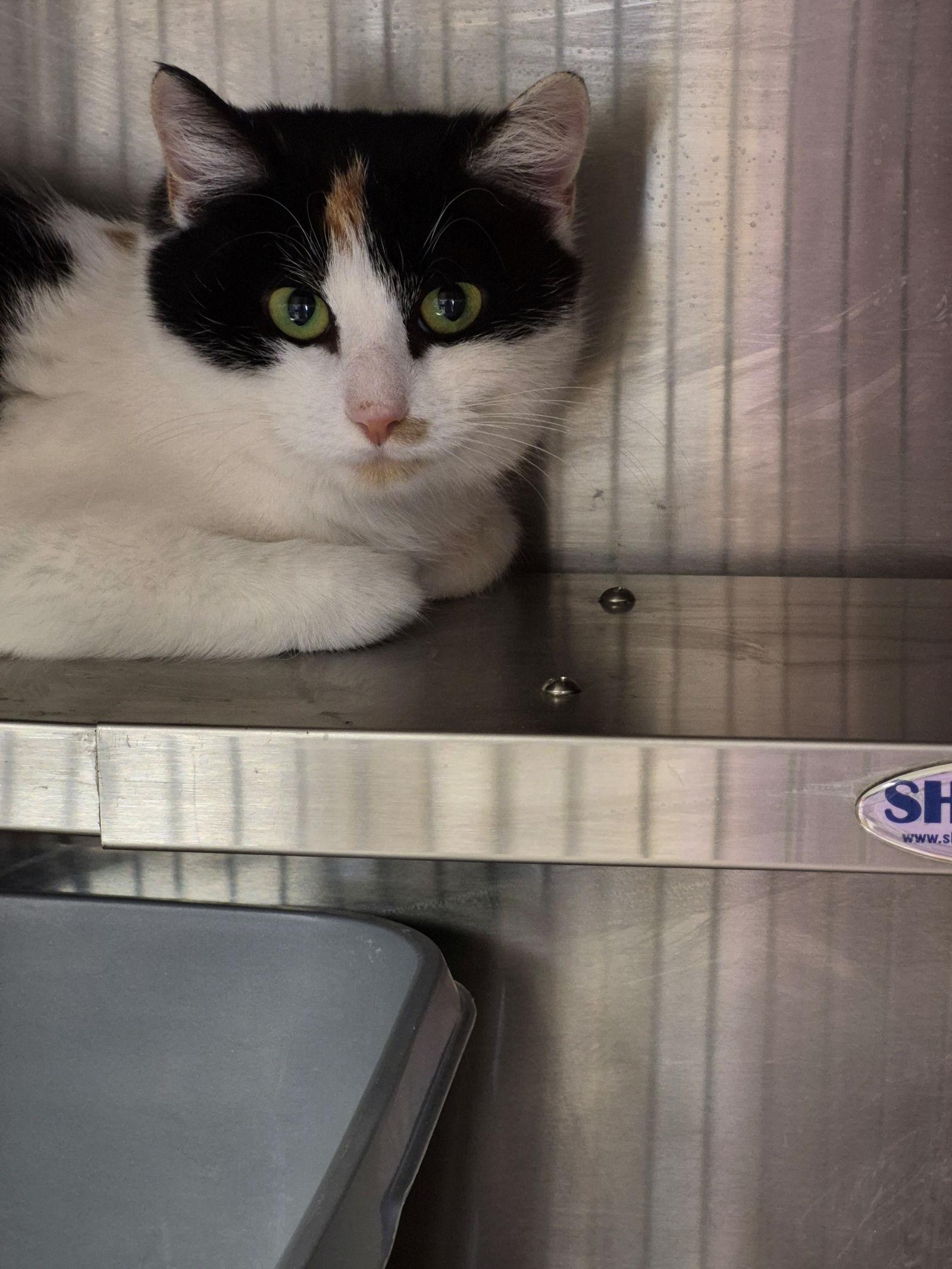 Kayla 1 yr, Adoptable, Young Female Domestic Short Hair.