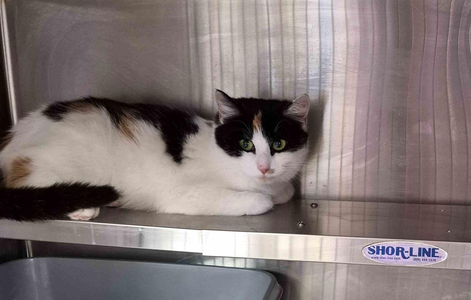 Kayla 1 yr, a Adoptable Domestic Short Hair in Sterling, MA image 3/3