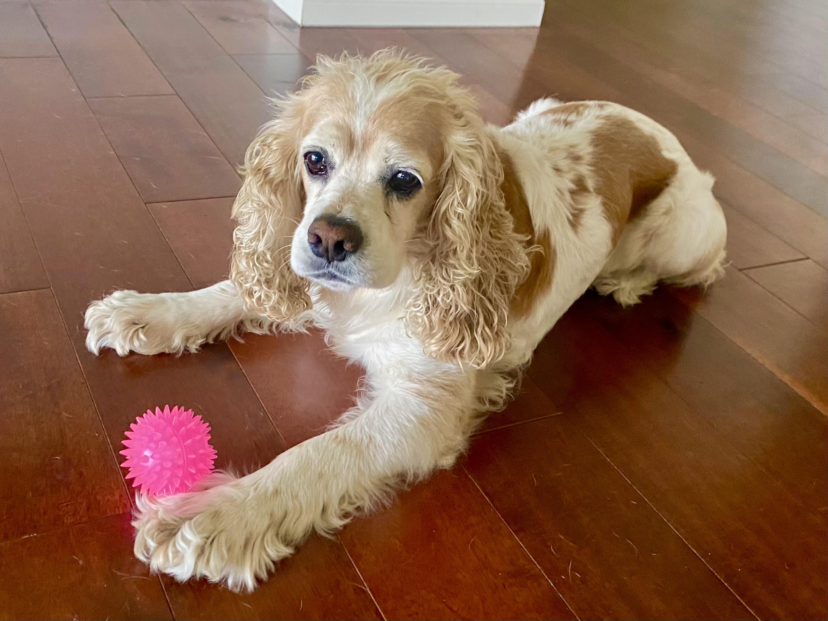 Dali, a Adoptable Cocker Spaniel in Cape Coral, FL image 1/6