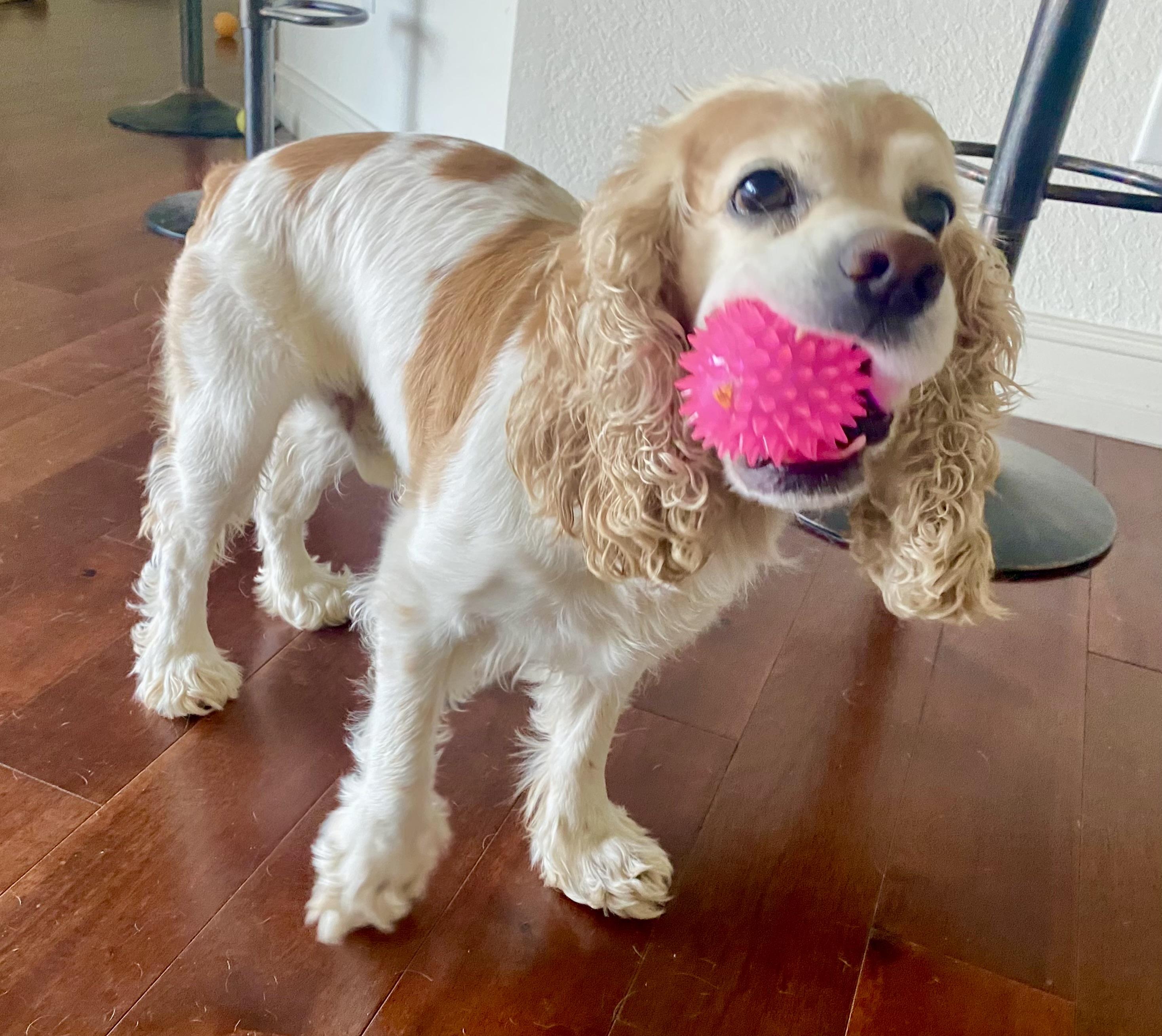 Dali, a Adoptable Cocker Spaniel in Cape Coral, FL image 2/6