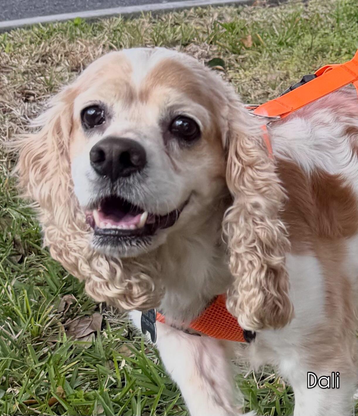 Dali, a Adoptable Cocker Spaniel in Cape Coral, FL image 3/6