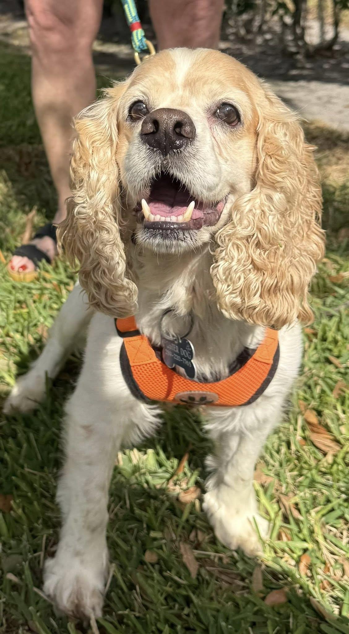 Dali, a Adoptable Cocker Spaniel in Cape Coral, FL image 4/6
