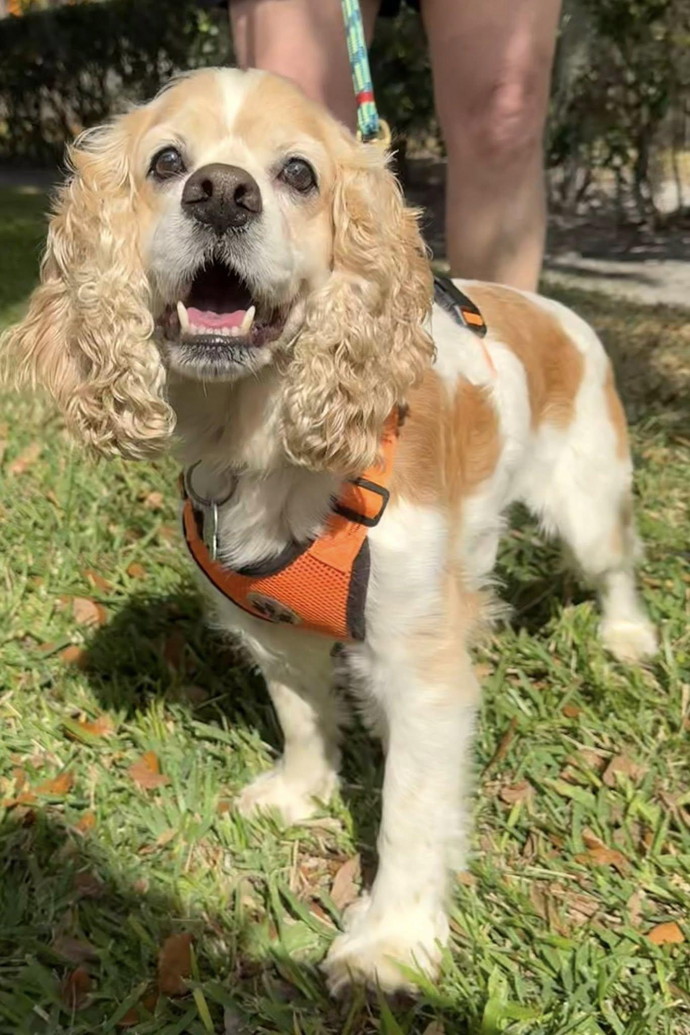 Dali, a Adoptable Cocker Spaniel in Cape Coral, FL image 5/6