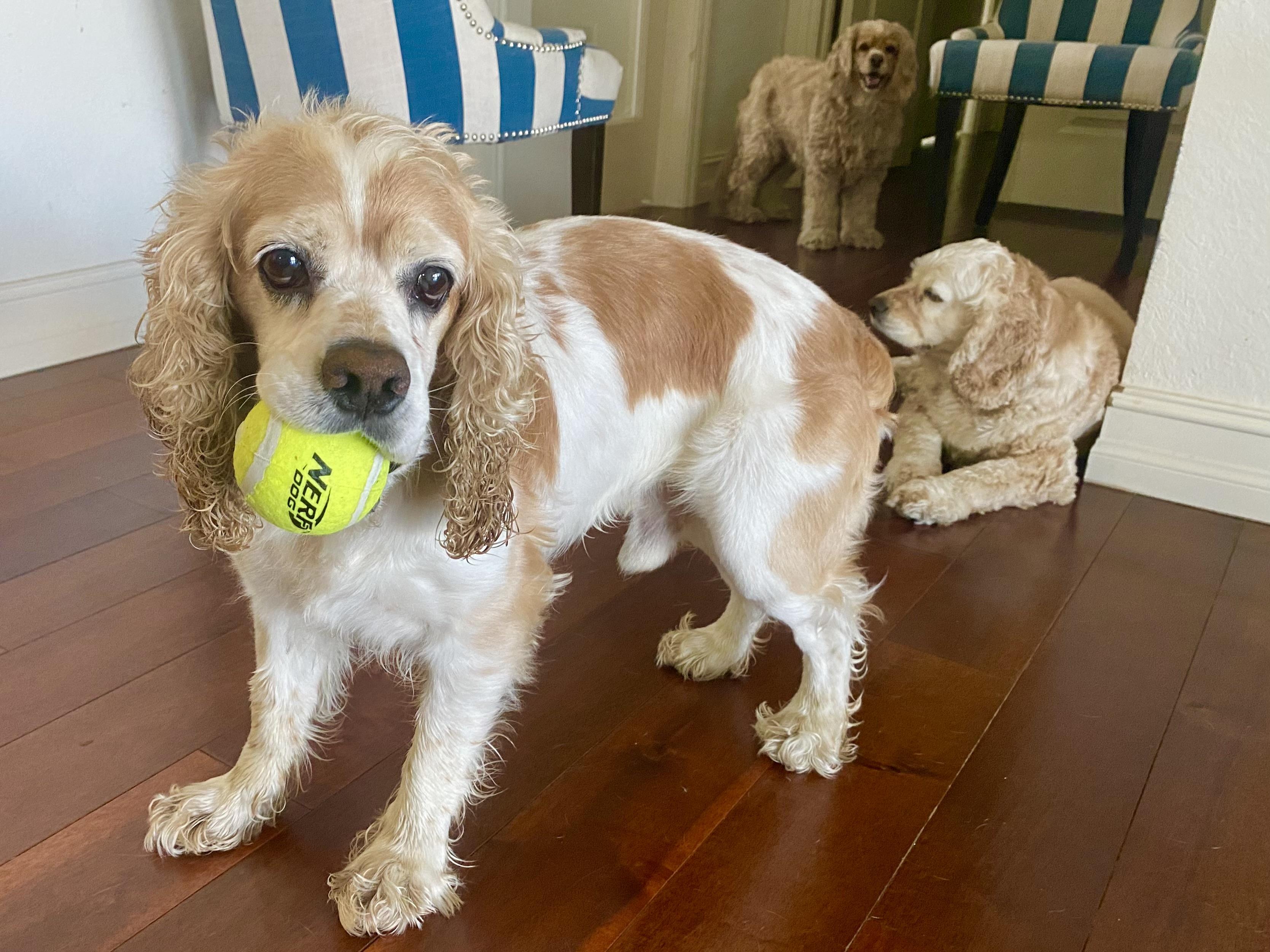 Dali, a Adoptable Cocker Spaniel in Cape Coral, FL image 6/6