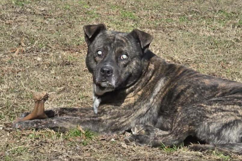 Winston — thumbnail 2