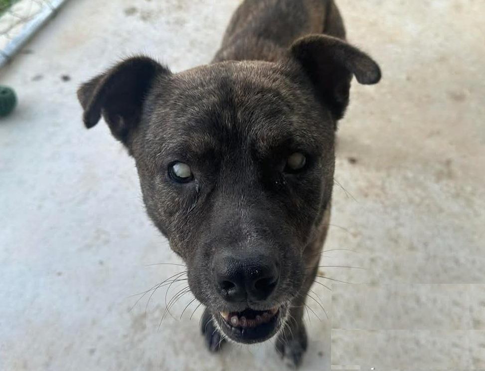 Winston — thumbnail 3