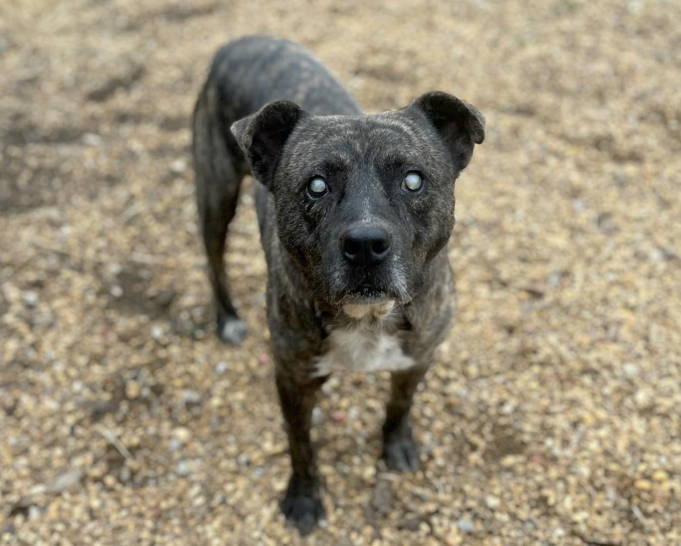 Winston — thumbnail 4