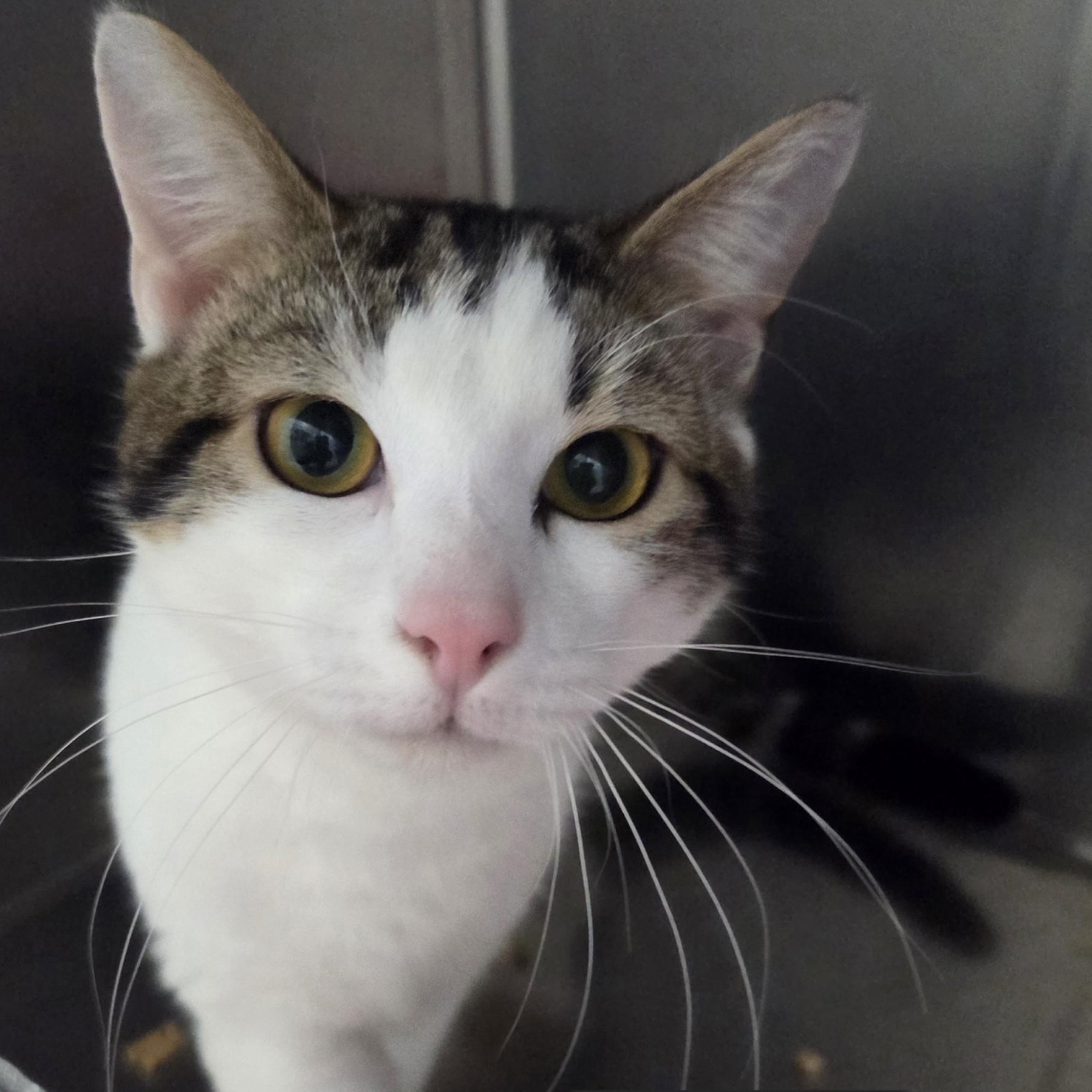 Enlarge Jack, an adopted Domestic Short Hair in SNOW HILL, NC image 3/3