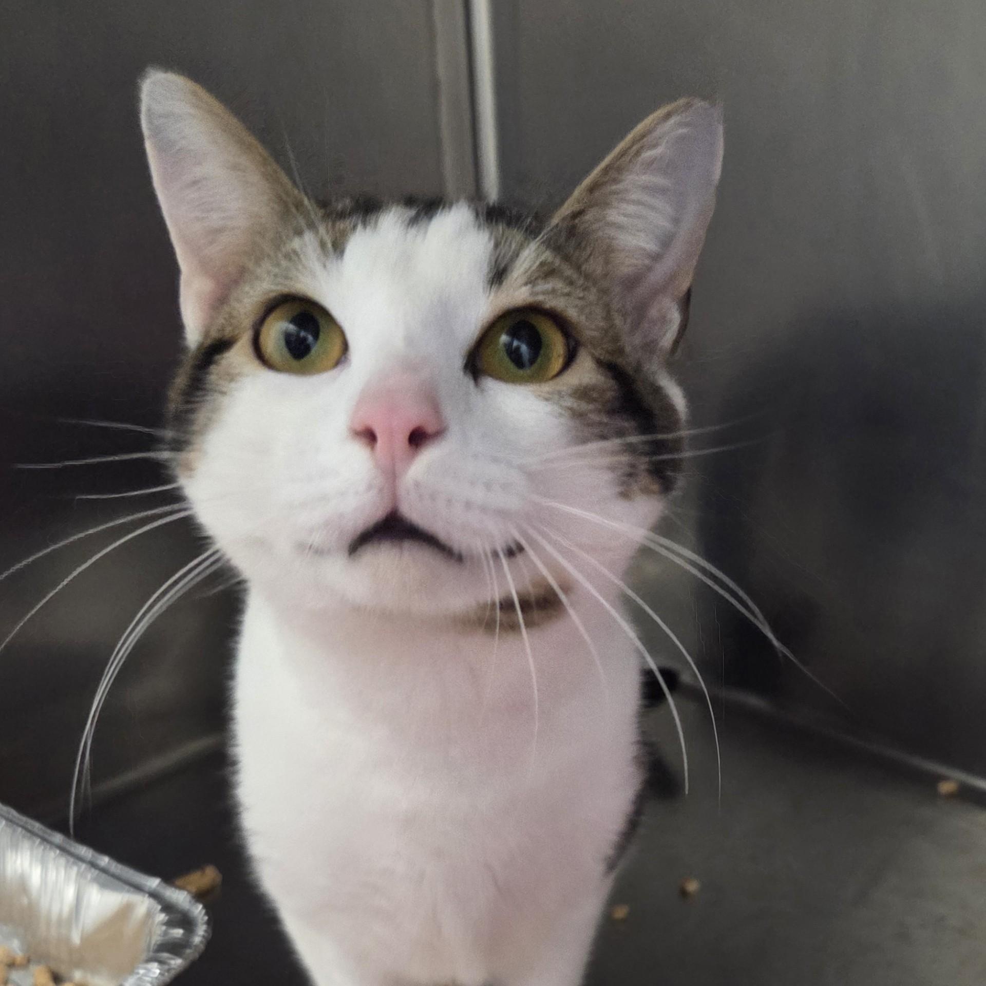 Enlarge Jack, an adopted Domestic Short Hair in SNOW HILL, NC image 2/3