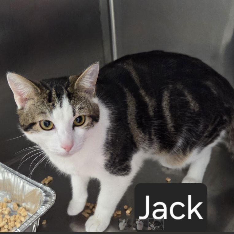 Enlarge Jack, an adopted Domestic Short Hair in SNOW HILL, NC image 1/3