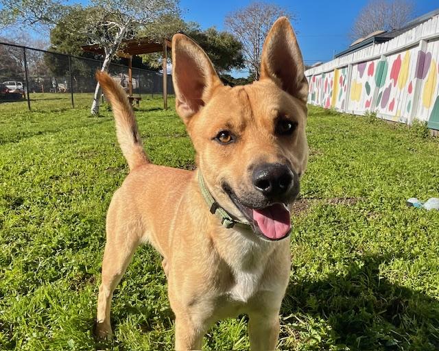 SAXON*, Adoptable, Young Male Australian Cattle Dog / Blue Heeler & Mixed Breed.