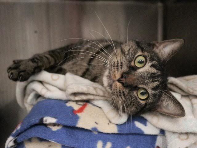 Enlarge Puff, a Adopted mixed breed in Logan, UT image 1/1