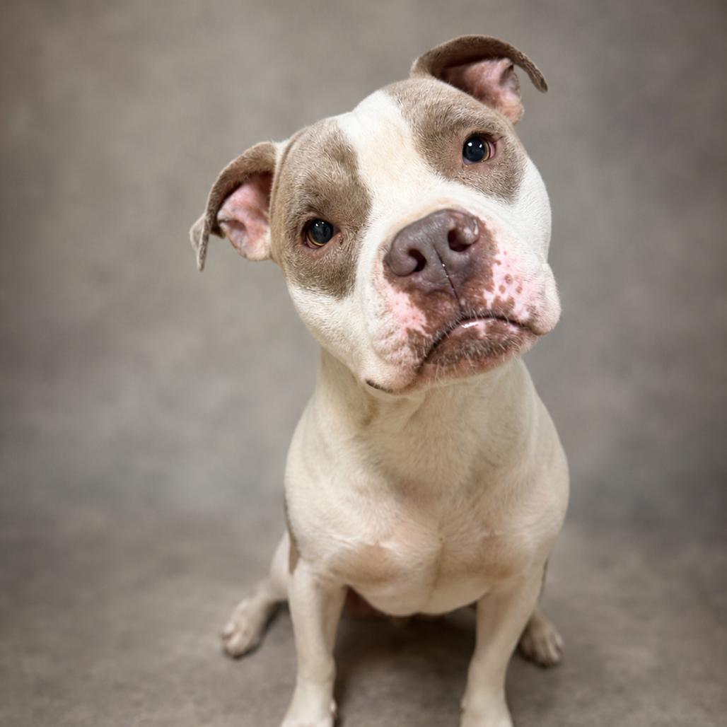 Flaco, Adoptable, Adult Male Mixed Breed.
