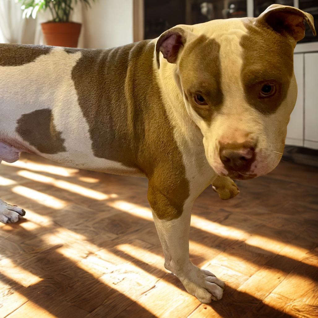 Enlarge Flaco, a Adoptable Mixed Breed in Donalsonville, GA image 2/4