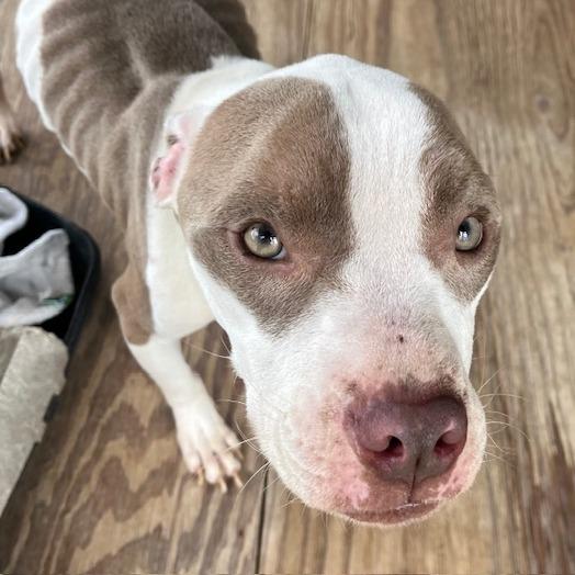 Enlarge Flaco, a Adoptable Mixed Breed in Donalsonville, GA image 3/4