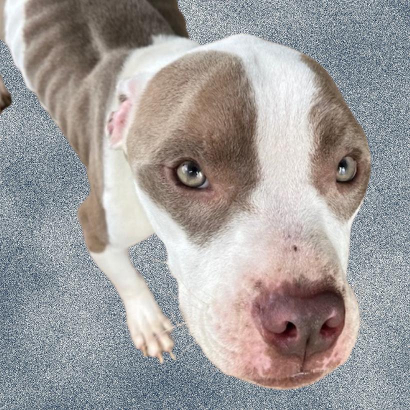 Enlarge Flaco, a Adoptable Mixed Breed in Donalsonville, GA image 4/4